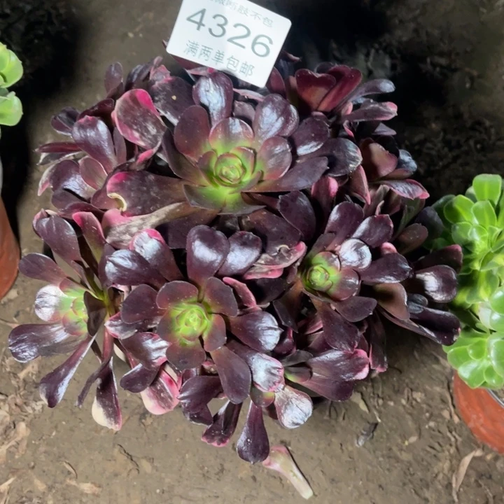 4326爱神的人多肉的