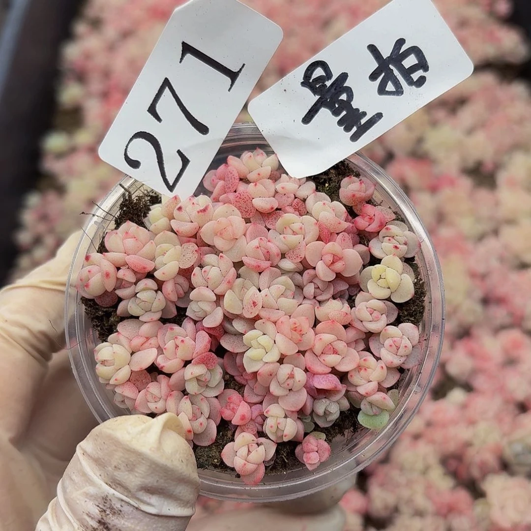 多肉植物多肉植物271量拍