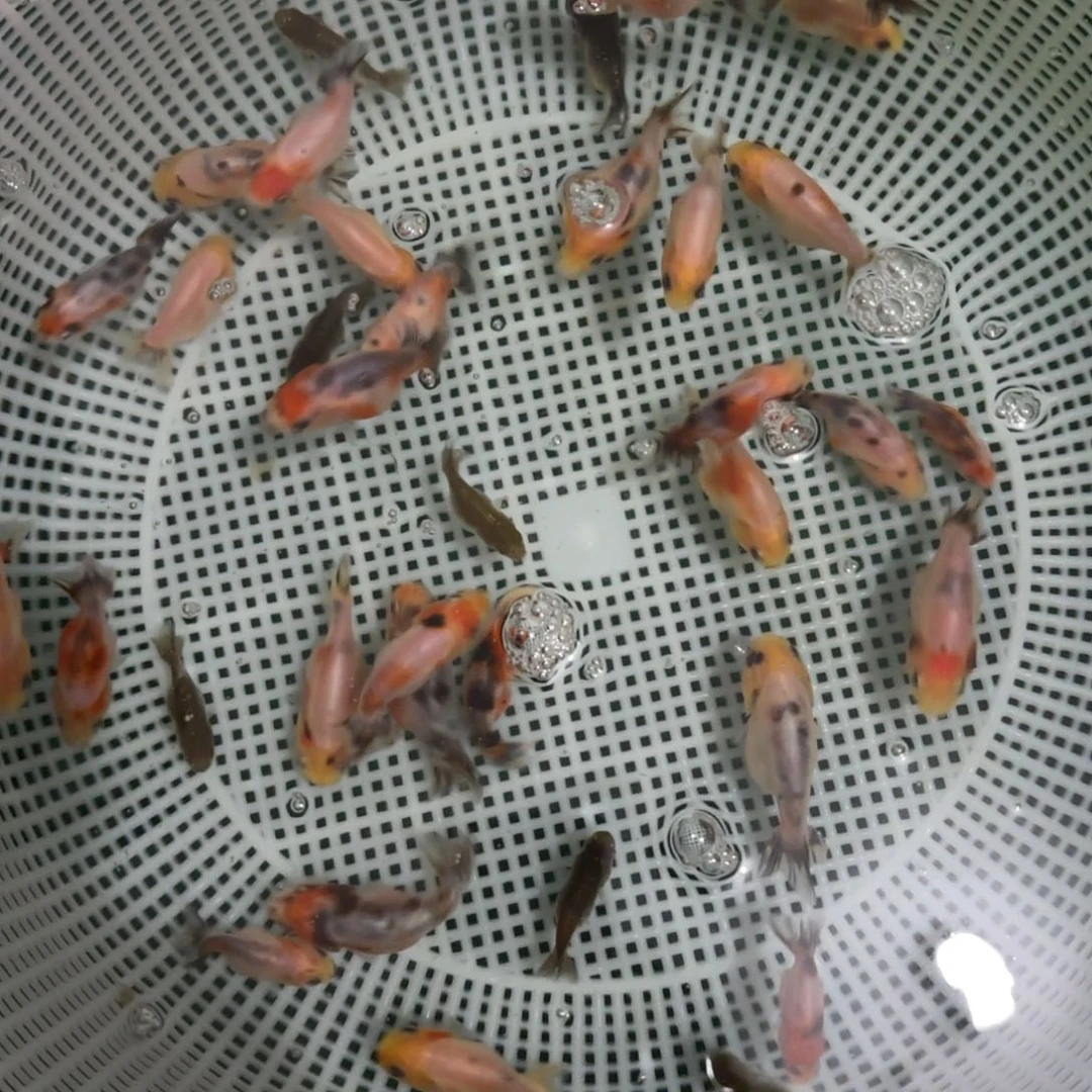 金鱼?****崽20条鱼加14条备损