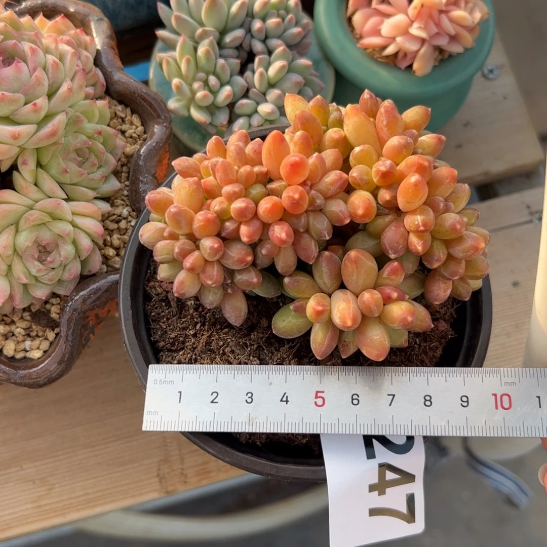 S***、247 多肉植物组合盆栽