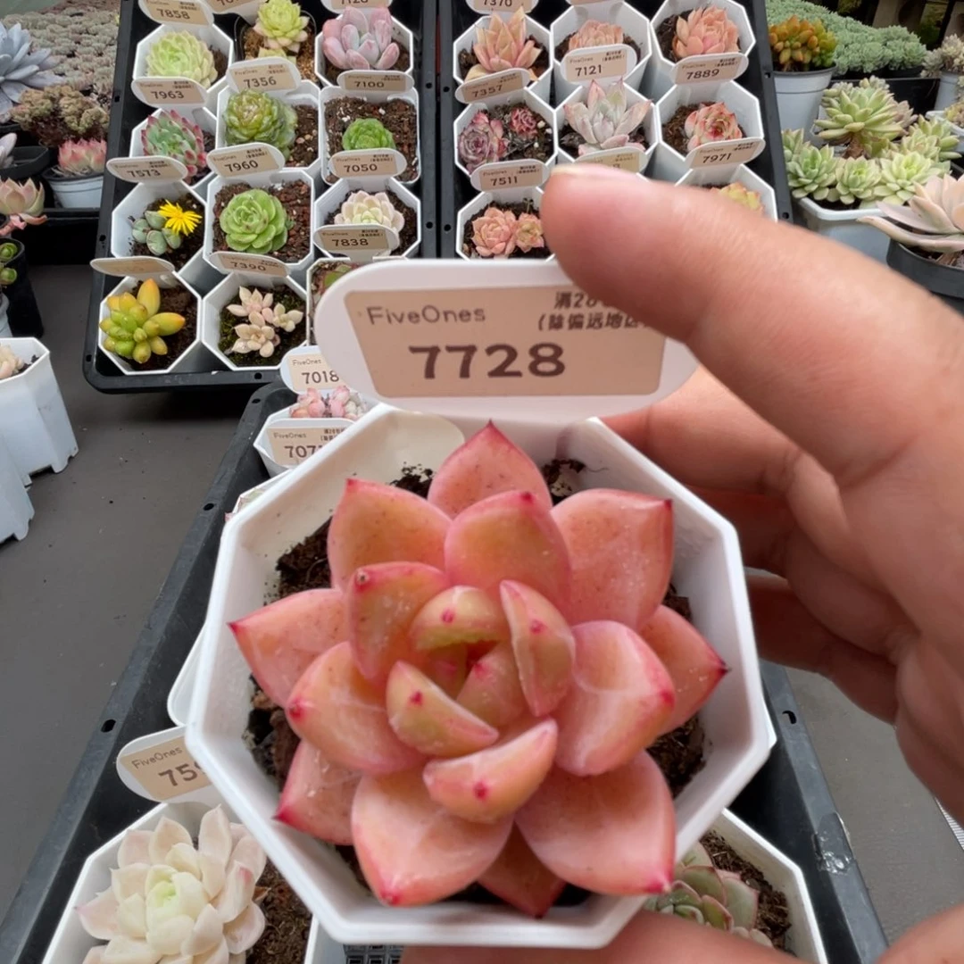7728 Q橙 5.0厘米