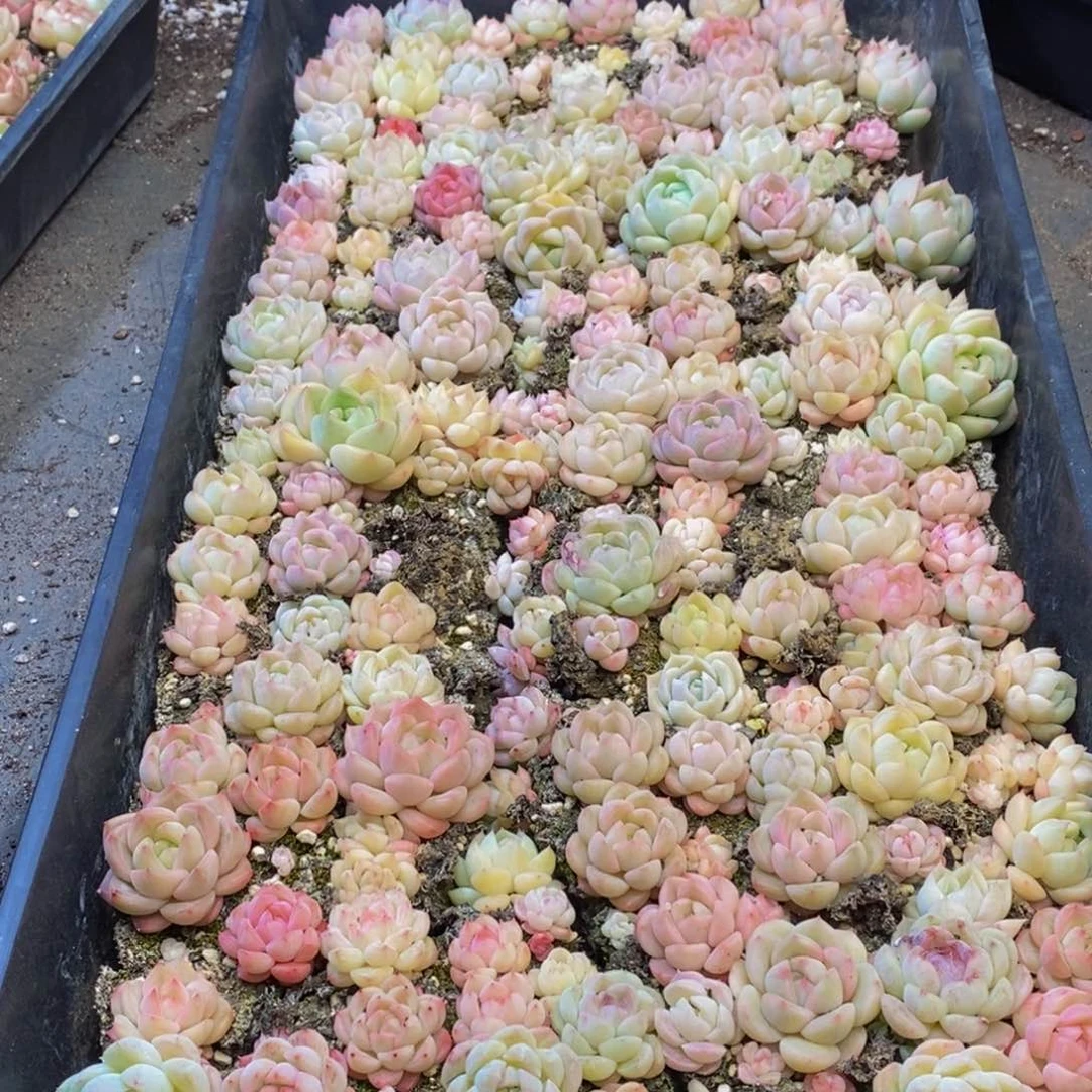 ?680多肉植物保护研究所所长
