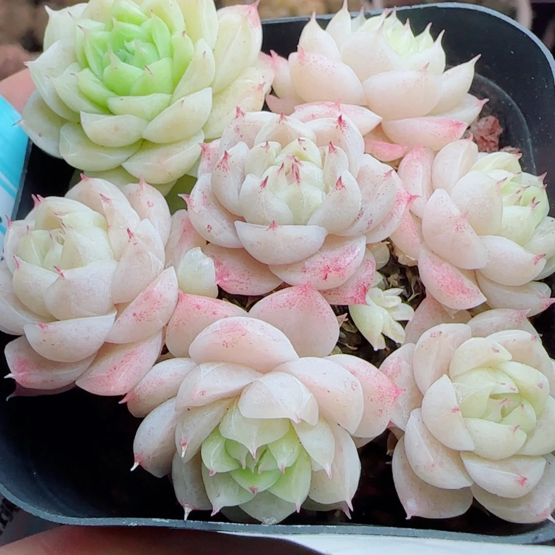 萍*花语逸镜0314-57散