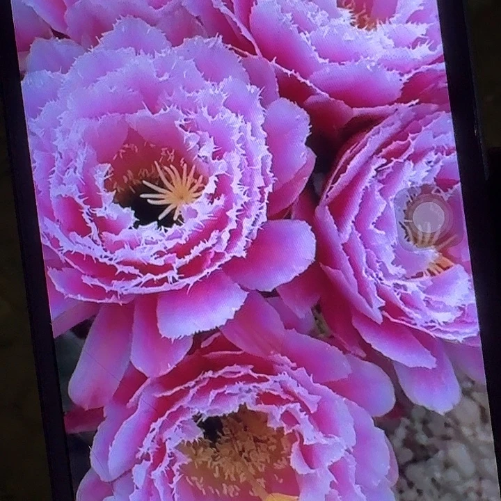 芸儿带根冠服7公分左右毛花柱