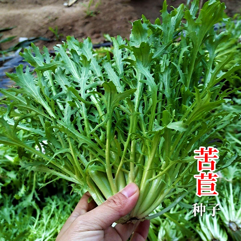 细叶苦菊菜种籽 黄心苦菊清心清热去火四季种植田园阳台种子lz