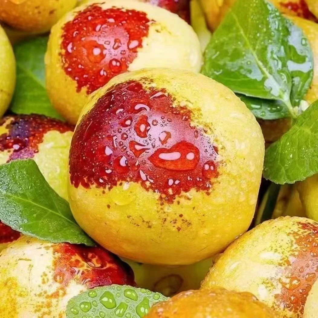 正宗产地新鲜冰糖冬枣自然成熟脆甜可口应季水果