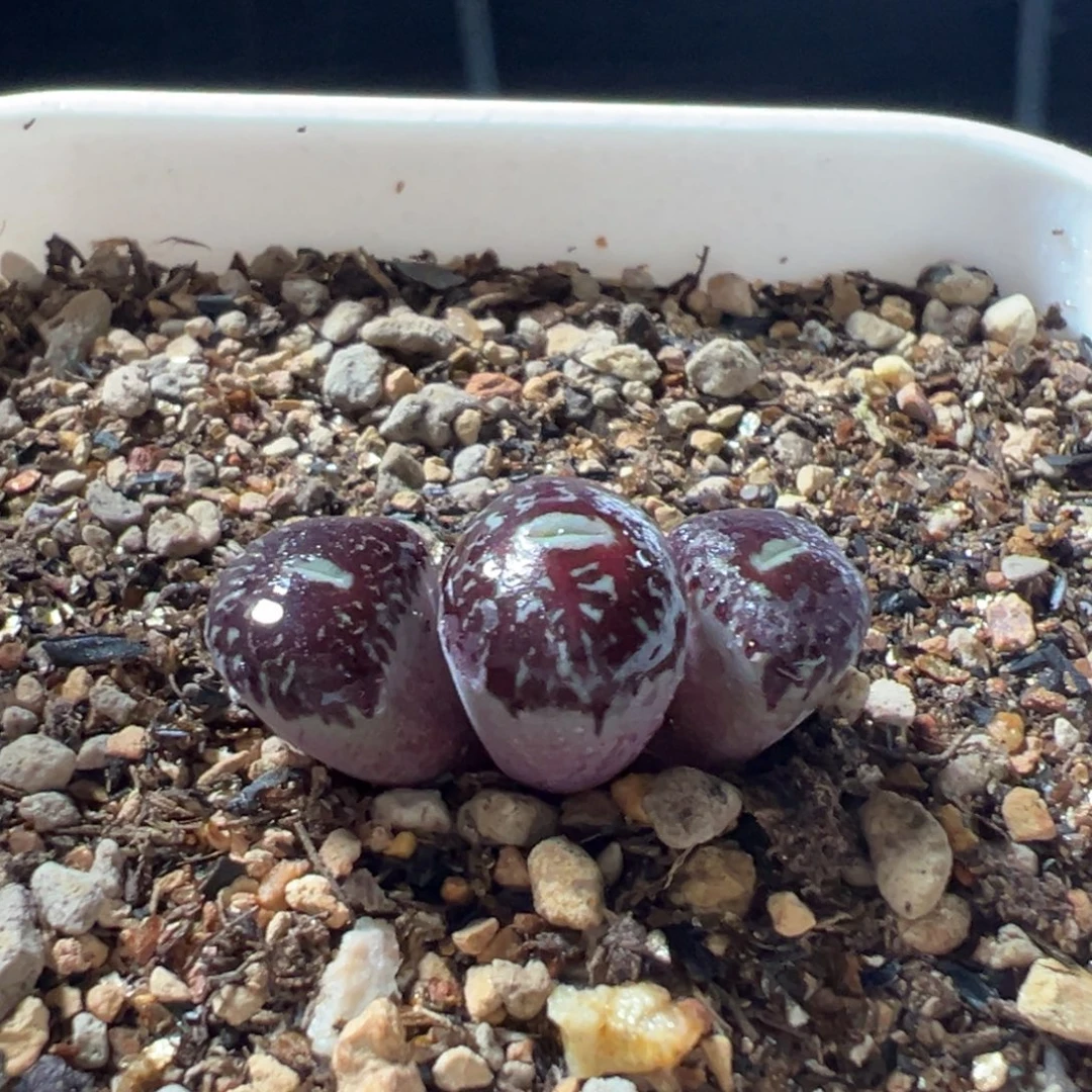 黑洞后代多肉植物