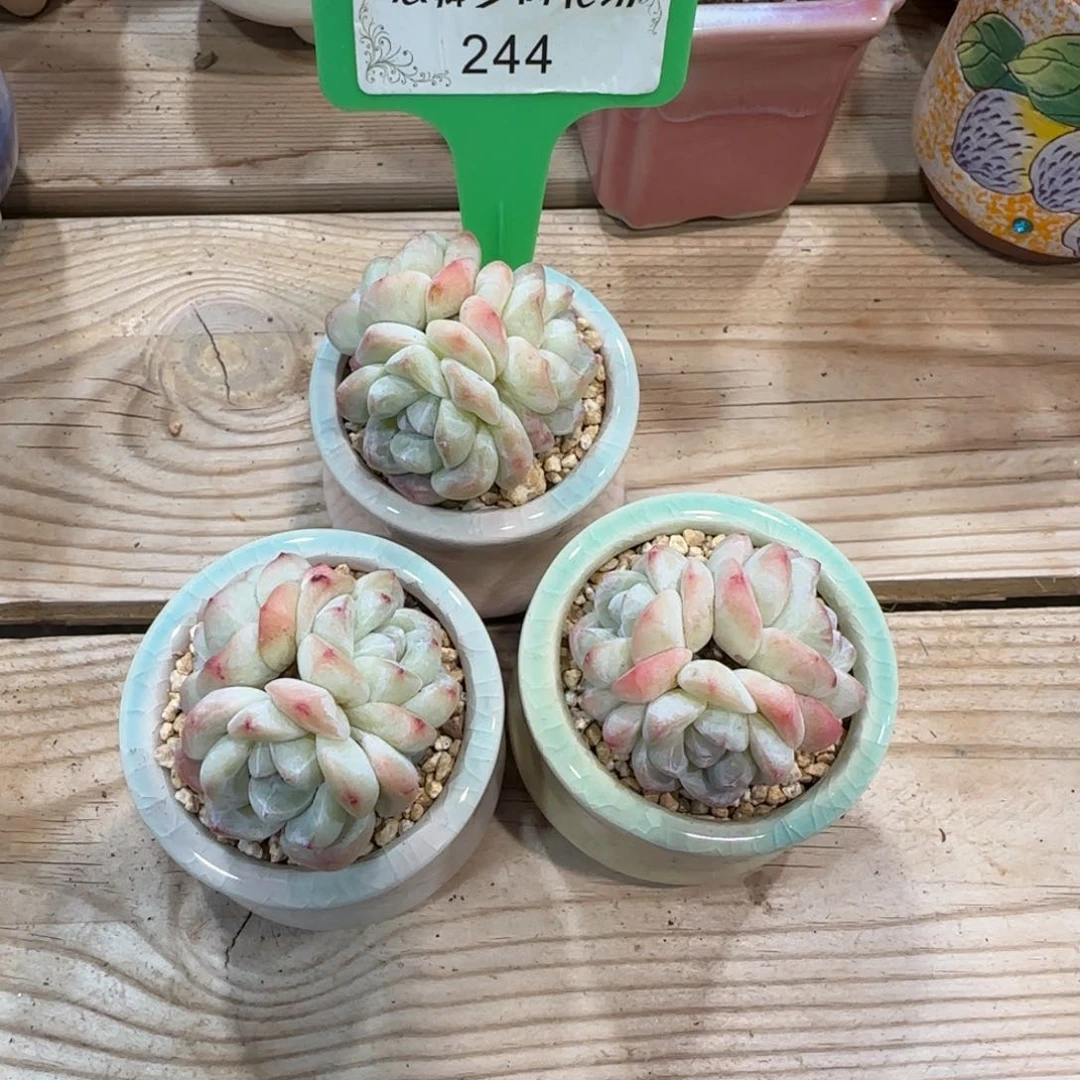 244冰玉组合老桩无砍