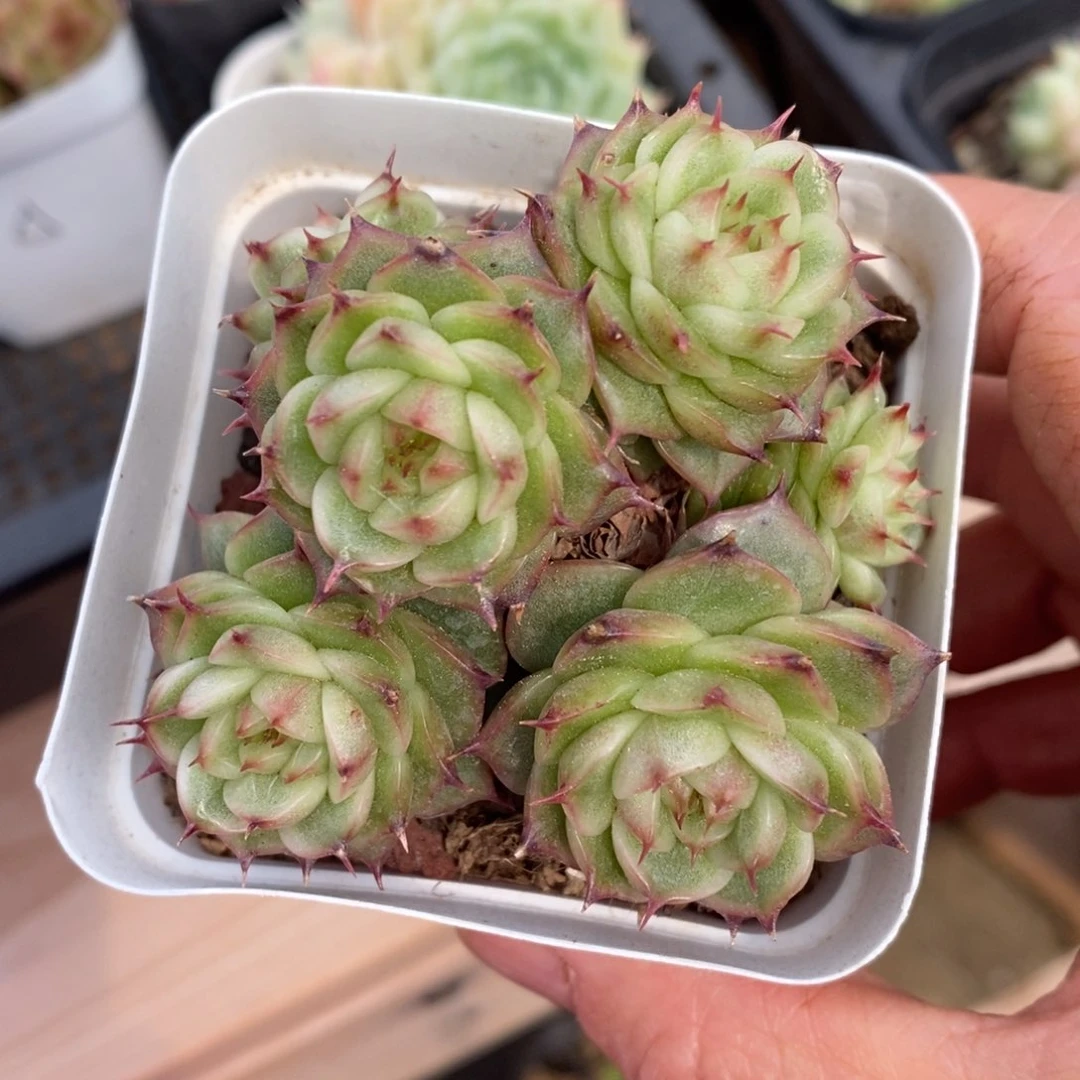 精品多肉一物一拍不包整23