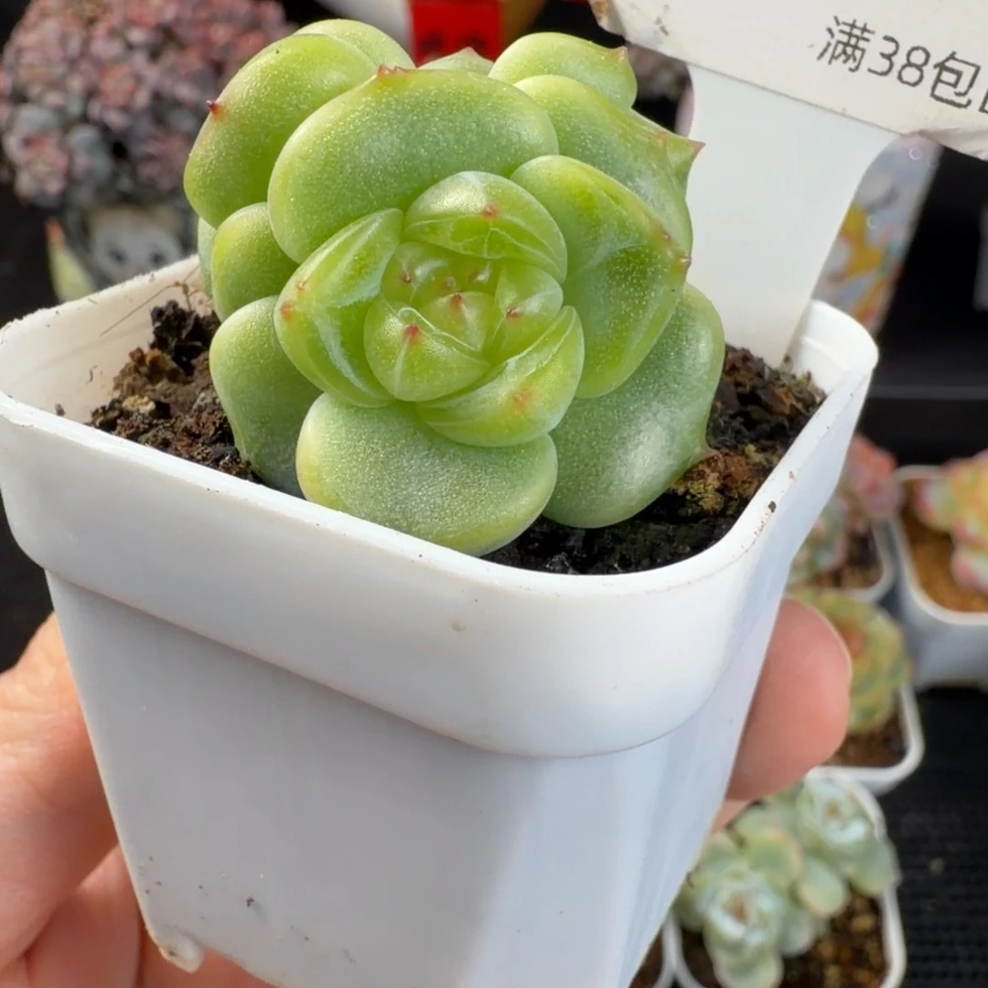 珍妮新品双头142号一颗