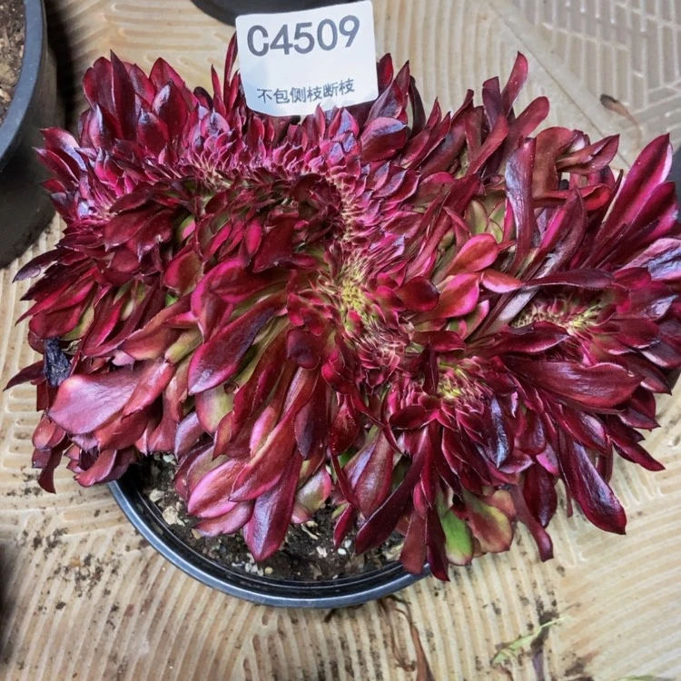 【闪购商品】大*4509美姬多肉