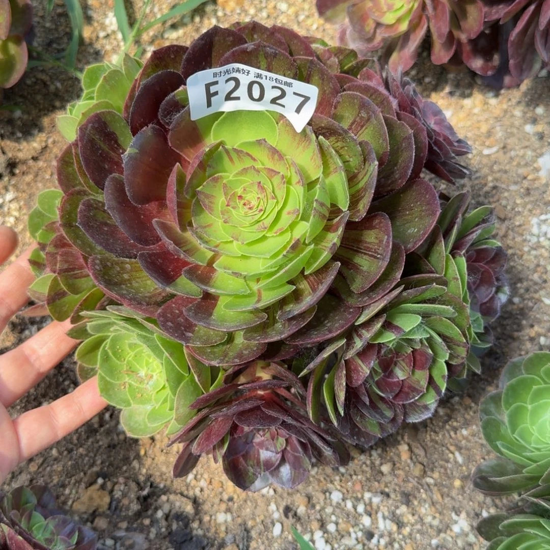 2027。花月夜。多肉植物