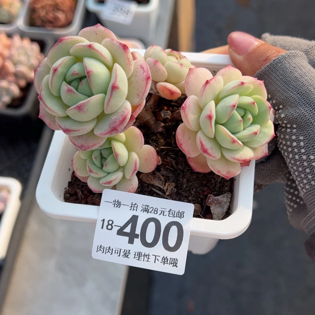 白底香草老桩多肉多肉多肉多肉