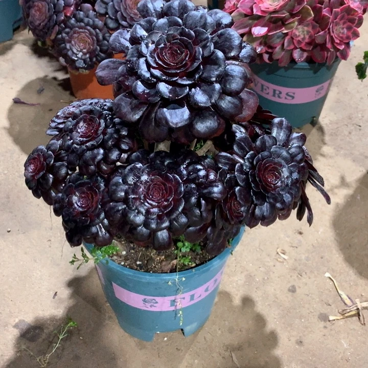 246墨颜多肉植物