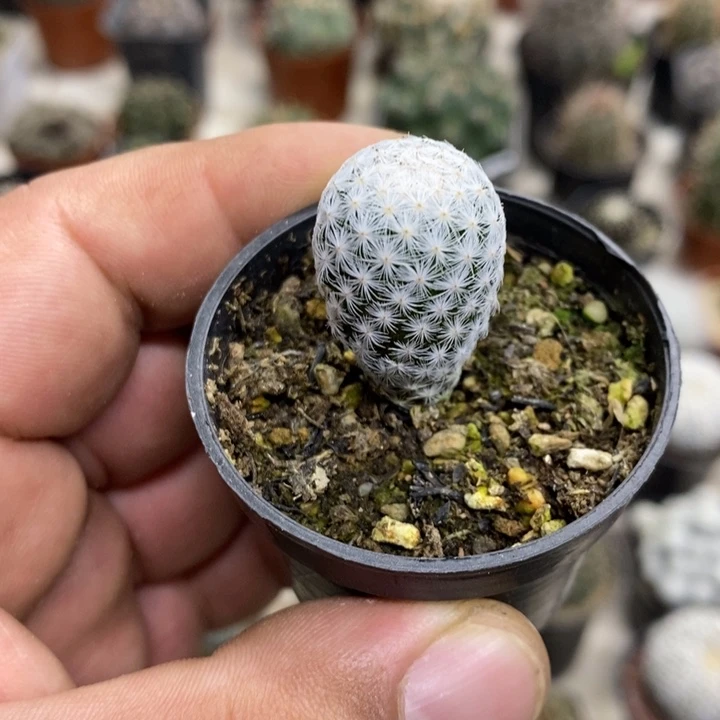 实生白鸟特价福利