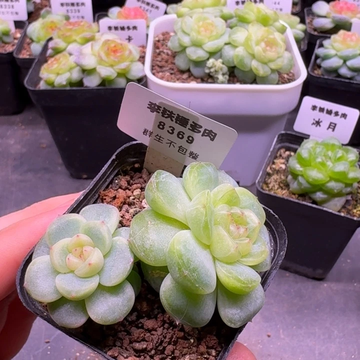 8369爱拉一物一拍5cm盆
