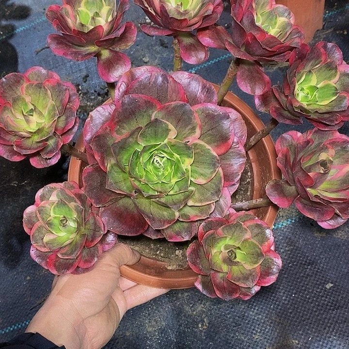 多肉植物保护研究所