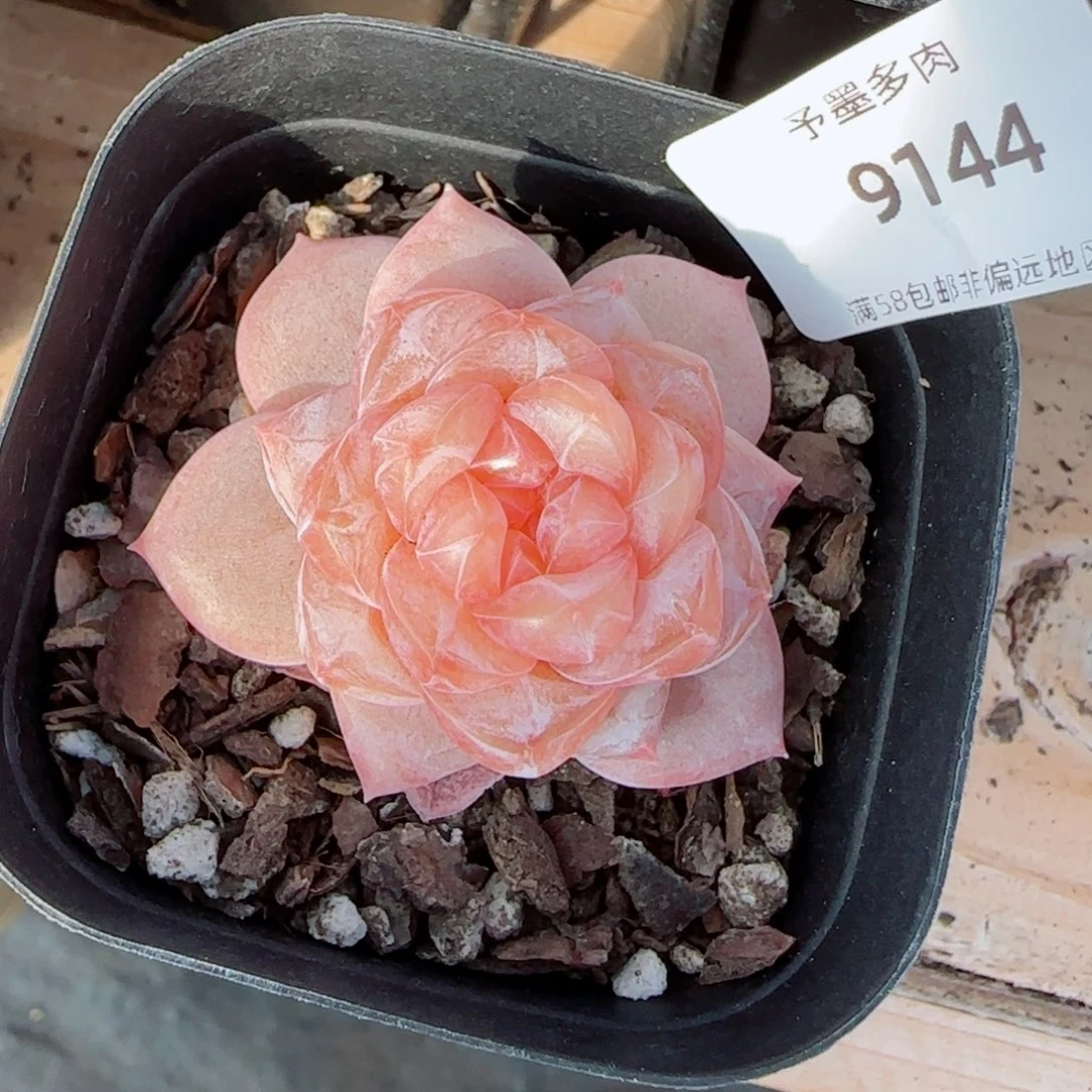 粉海湾，9144多肉