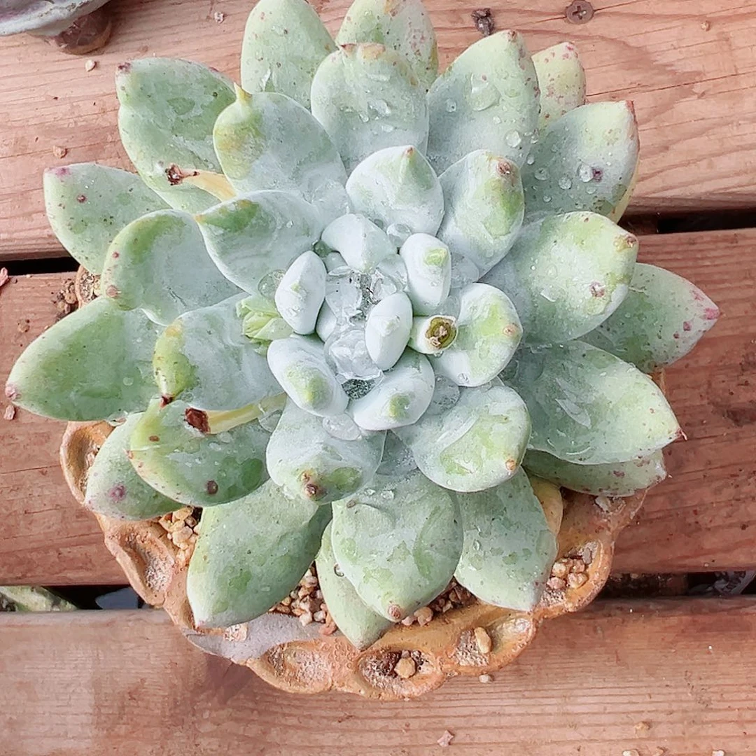 7501拇指苹果叶仙女杯