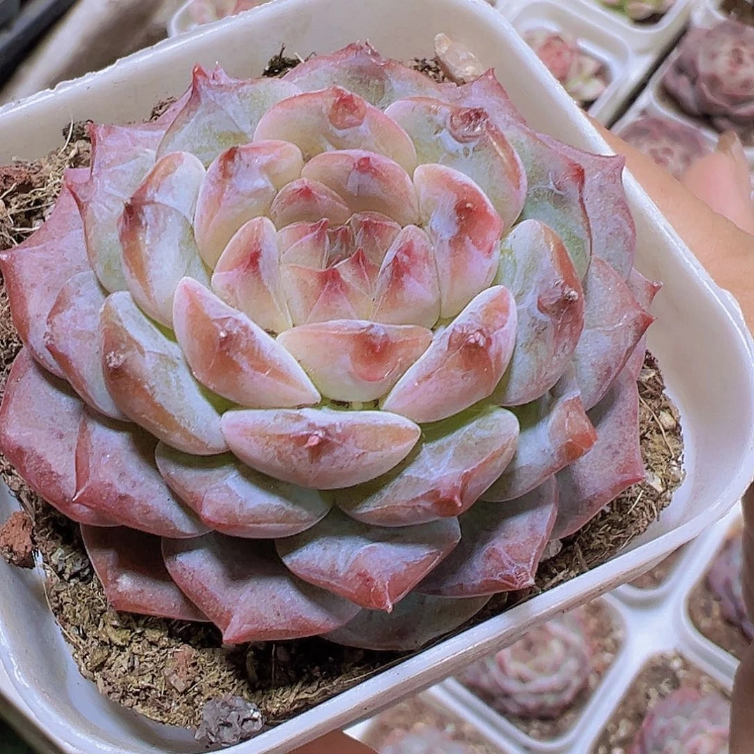 云塔 19包邮多肉植物