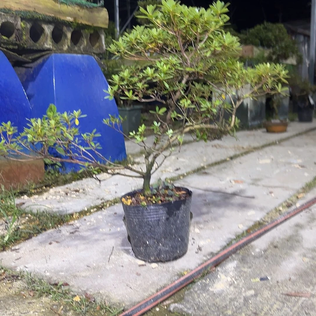无花朵若惠有花朵