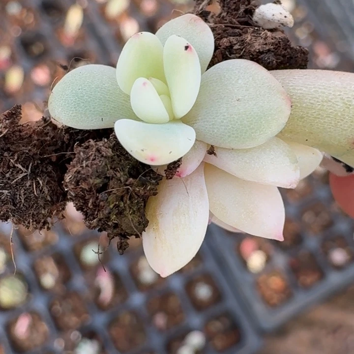 覆轮白月光锦一物一拍466