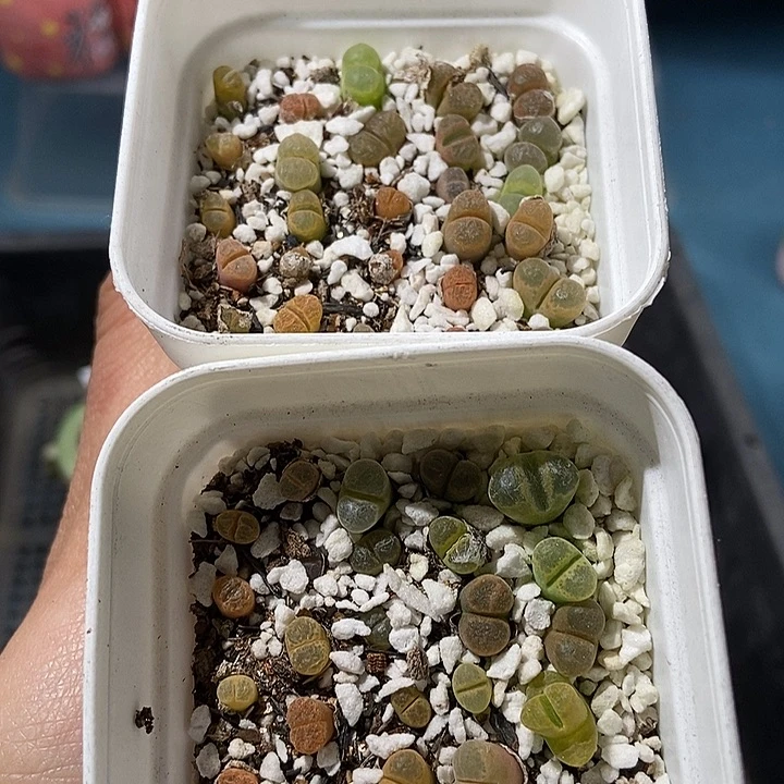 183大舅生石花肉锥多肉