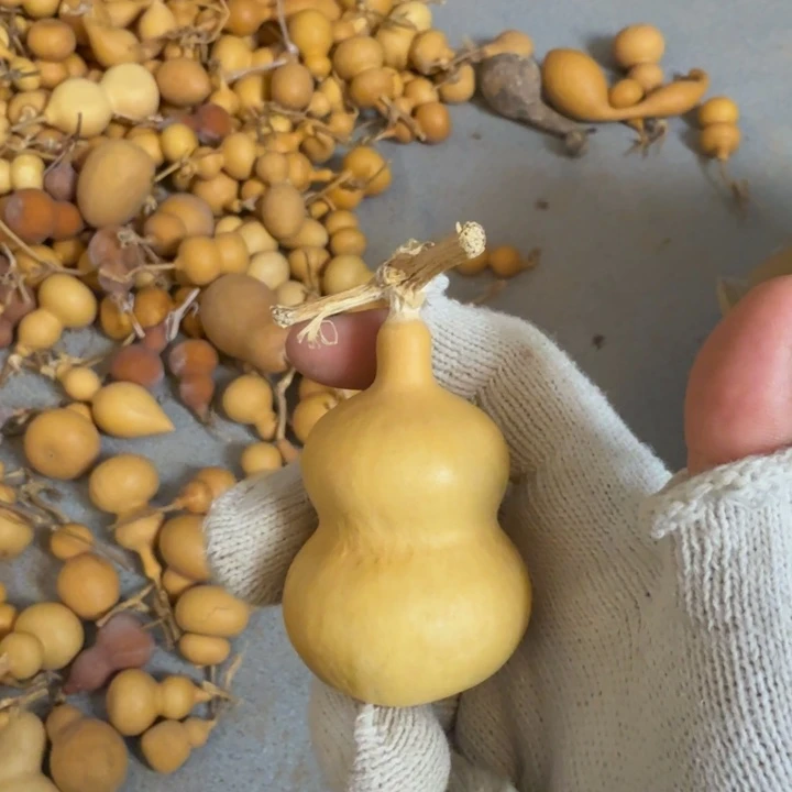 葫芦葫芦福利价格不退不换