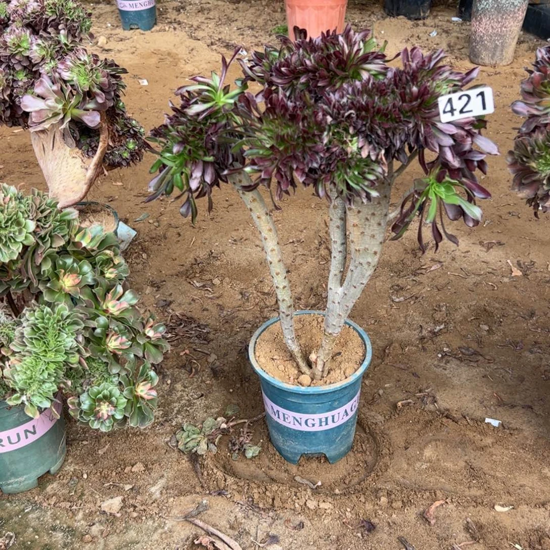 微瑕疵黑缀421高度46厘米