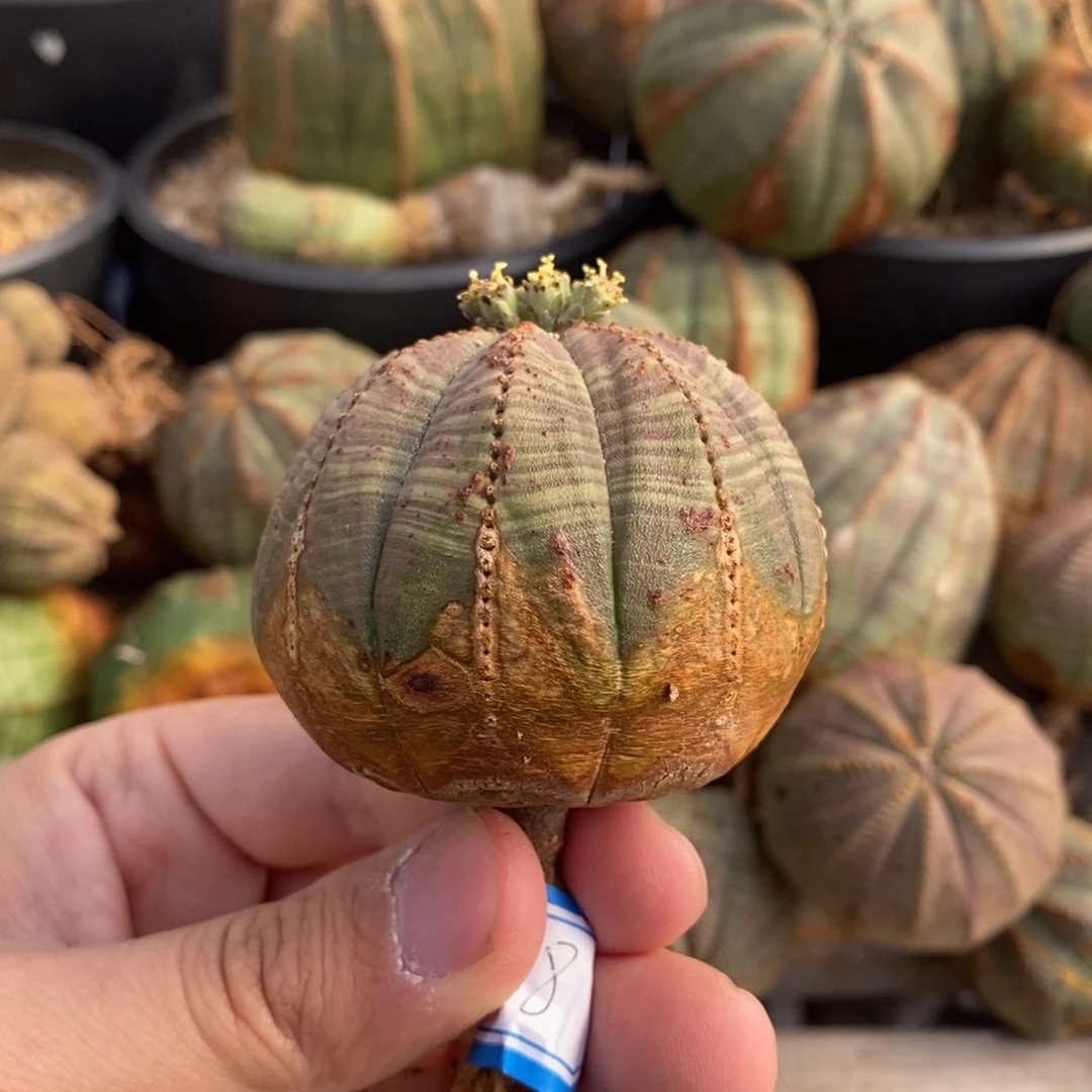 5 欧系实生布纹球多肉植物