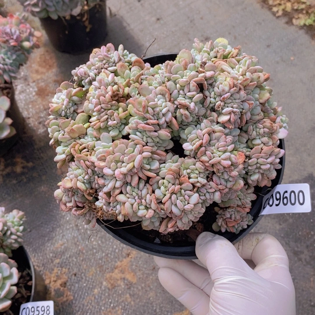 9600玛瑙缀化一物一拍