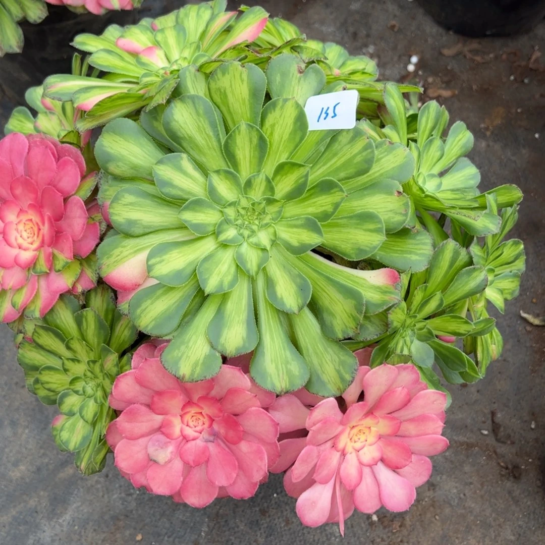 r***e135知否多肉嘻嘻嘻