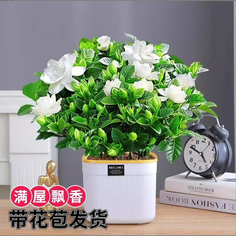 栀子花盆栽浓香型四季开花室内绿植室外庭院花卉好养植物带花苞