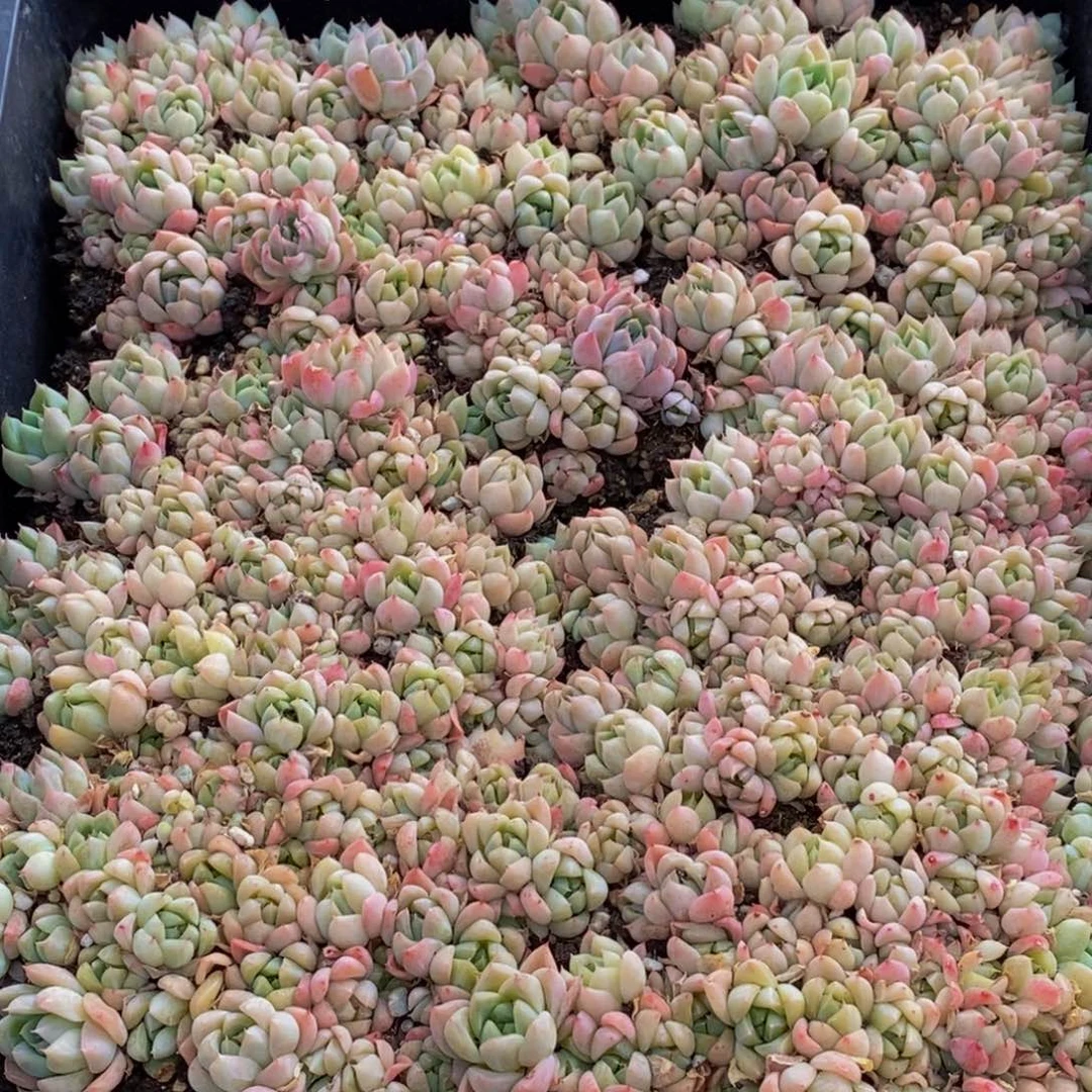 600多肉植物我都不