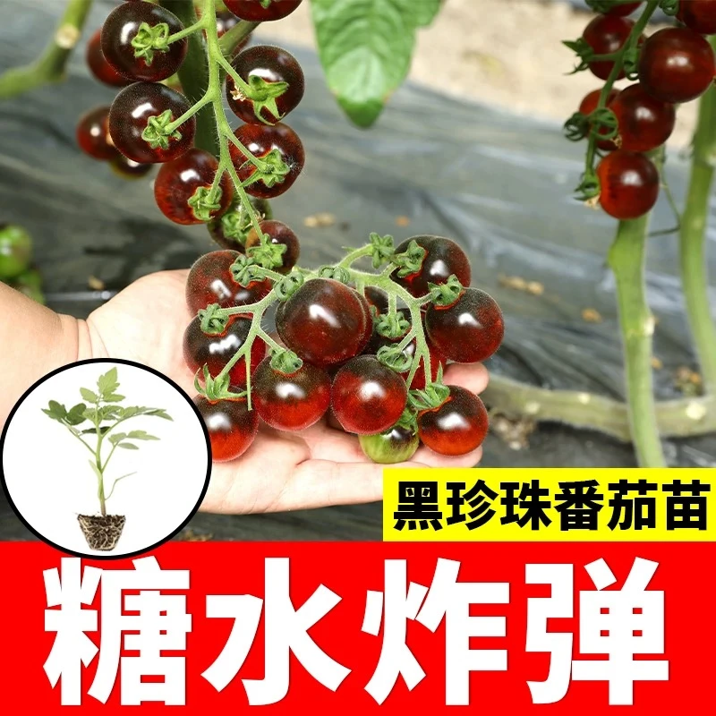 黑紫色番茄苗秧苗西红柿黑珍珠小番茄圣女果香甜爆汁盆栽小番茄