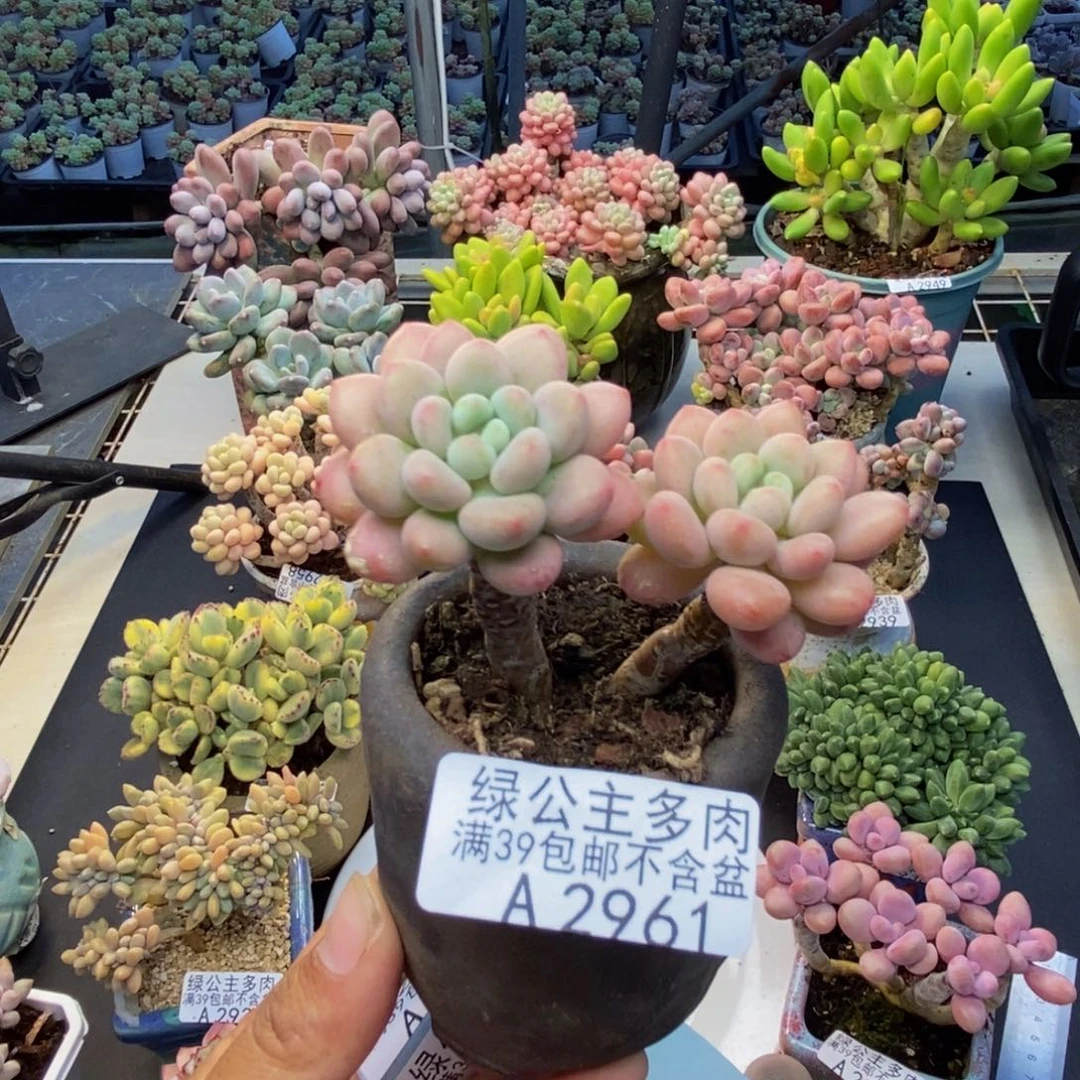 961鱼子酱多肉5c m