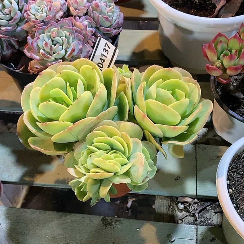 【闪购商品】碧桃缀04137