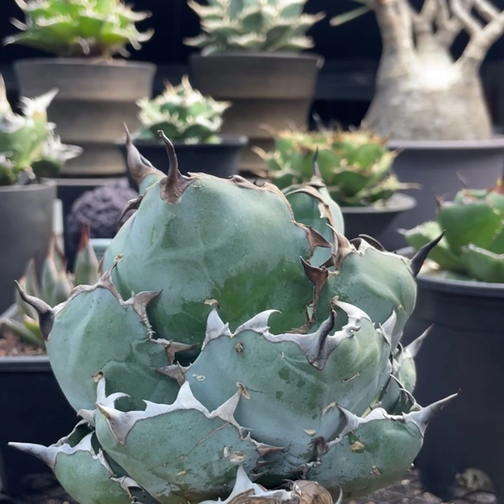 【闪购商品】蓝鲸