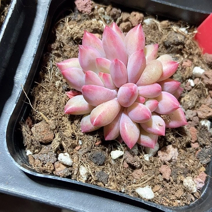 多肉植物虞美人801