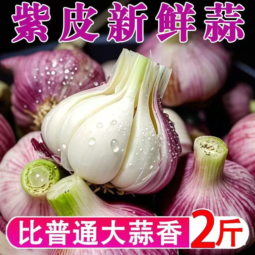 【福利拍小发大】新鲜云南紫皮大蒜现挖蒜头可腌制可晒干农家自种菜