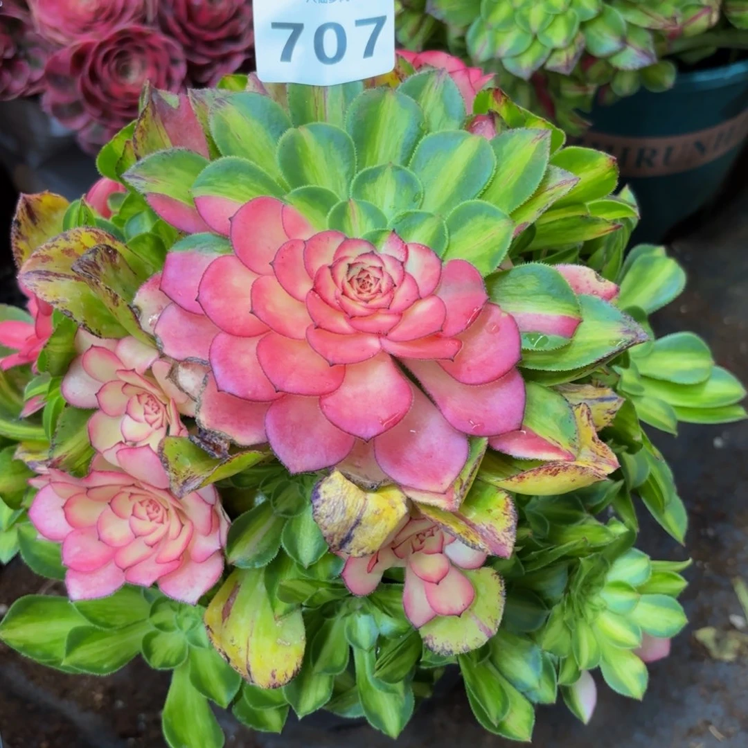 707多肉植物知否无根