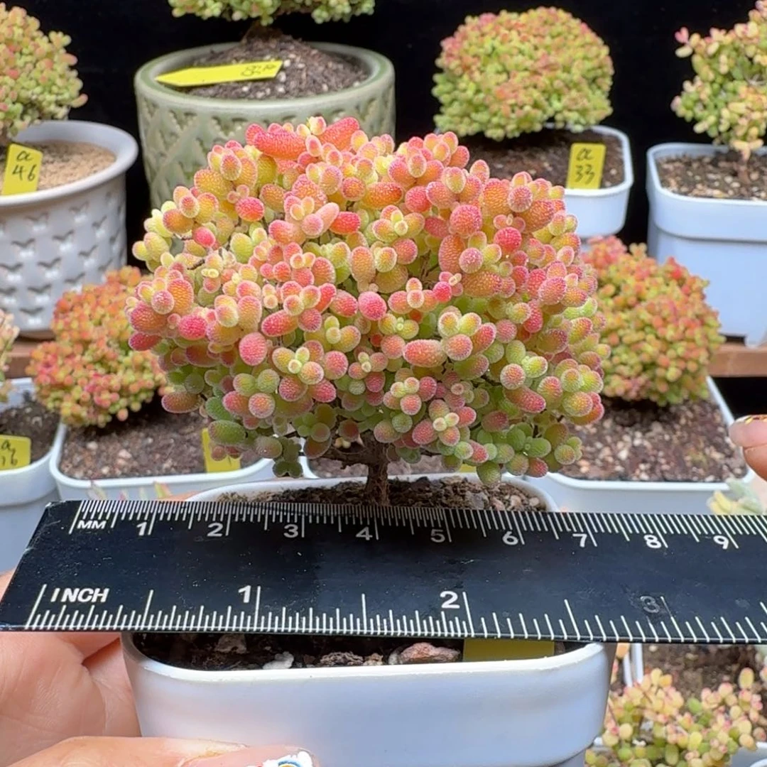 a43号蜜橘冠服6.5厘米