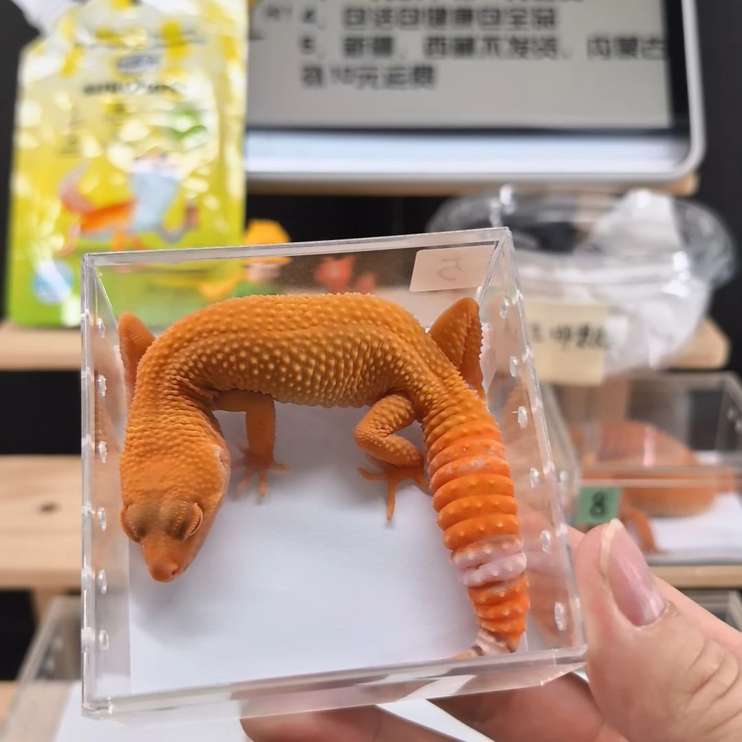 豹纹守宫贝尔蜜橘小亚成母7.24出壳体重25克