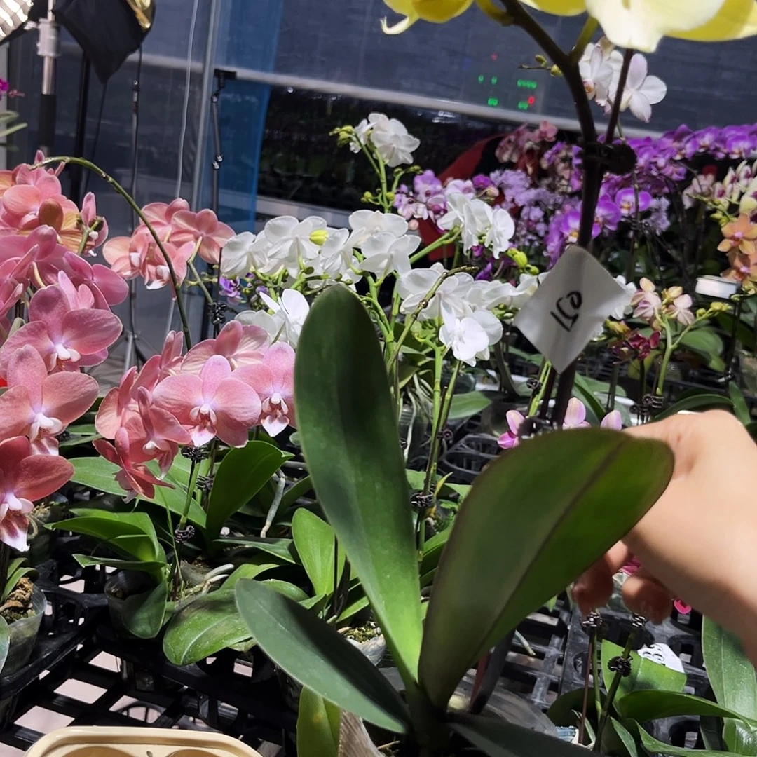 无****大部分花苞少量开放150