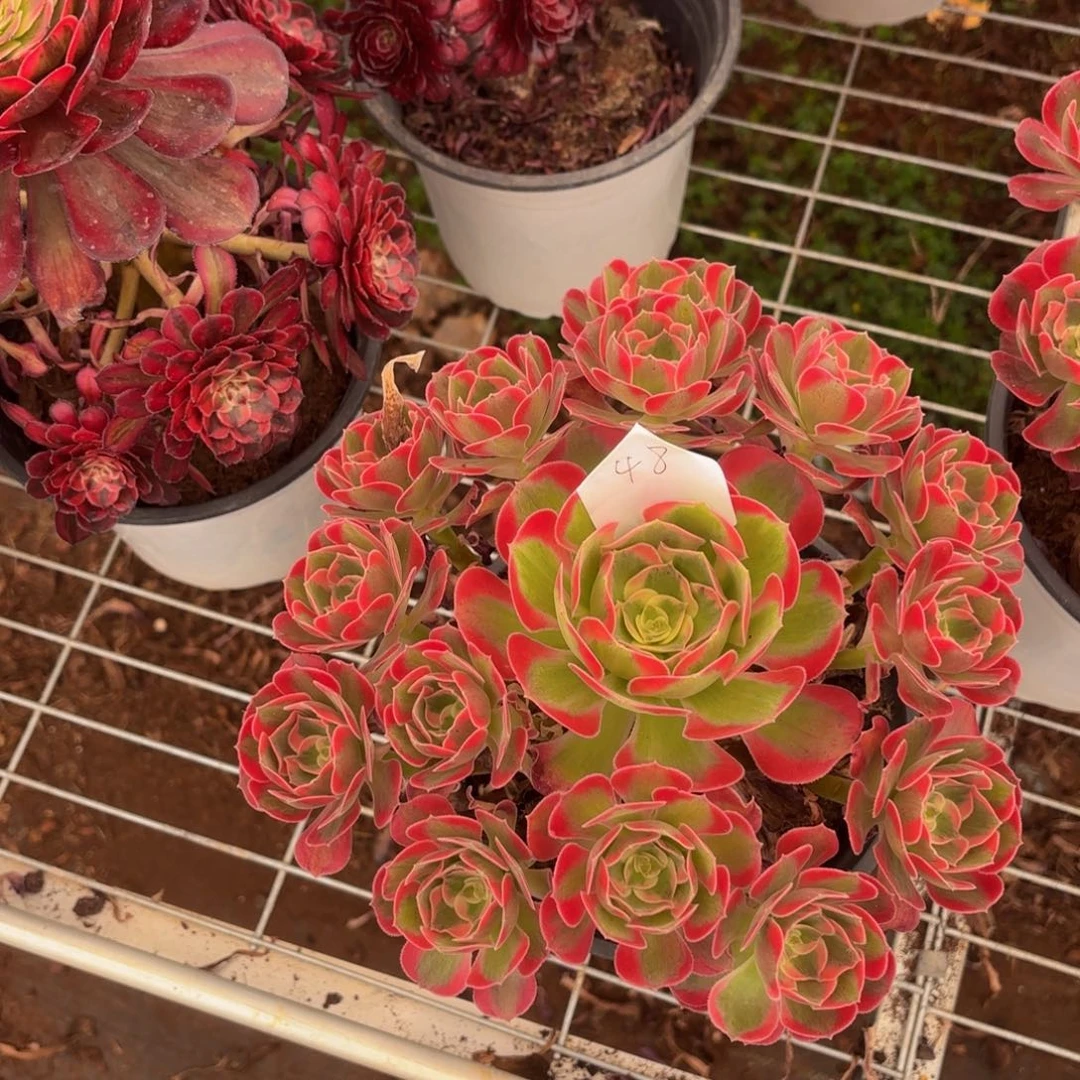 云南七彩石好看48号