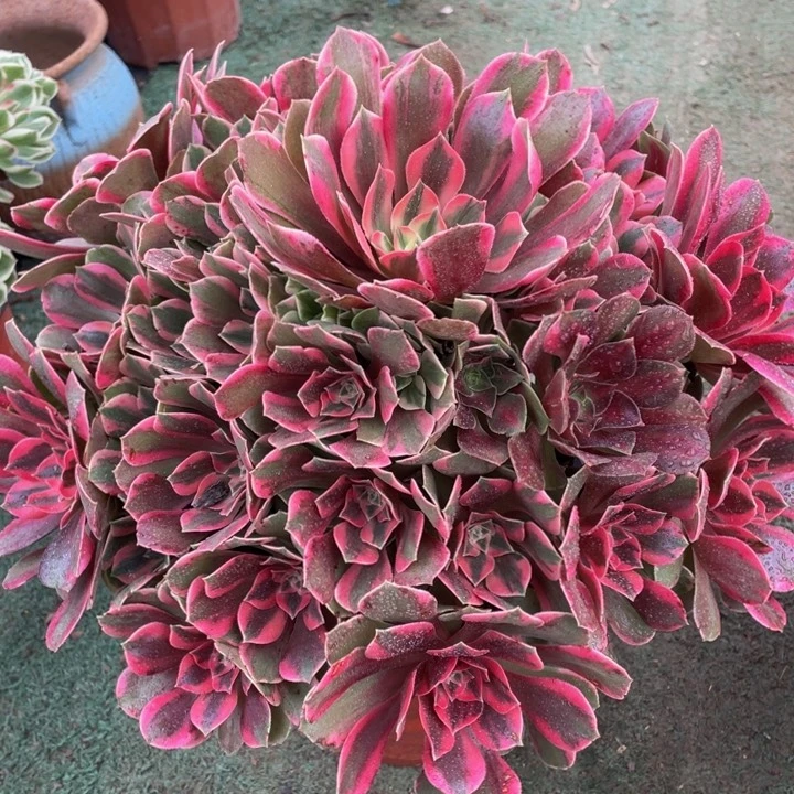 大*马042大女妖精品法师多肉