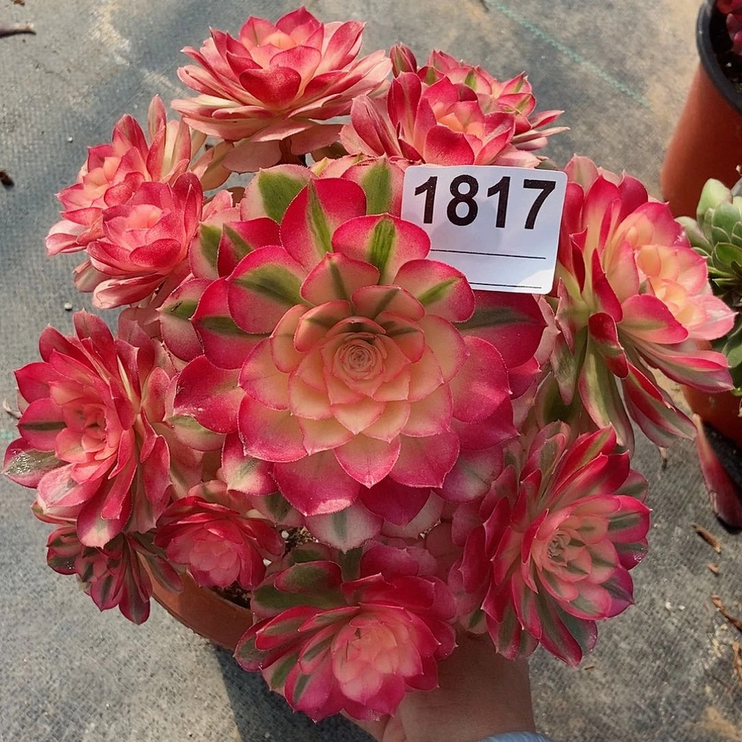 红陶1817倾城4冠服20以上