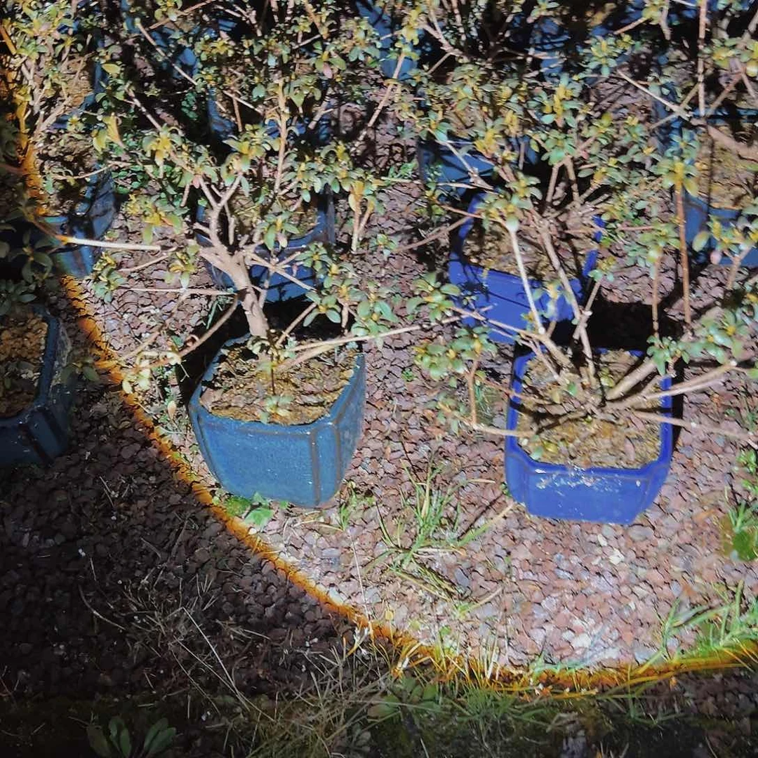 盆景皋月杜鹃加碧翠苗子