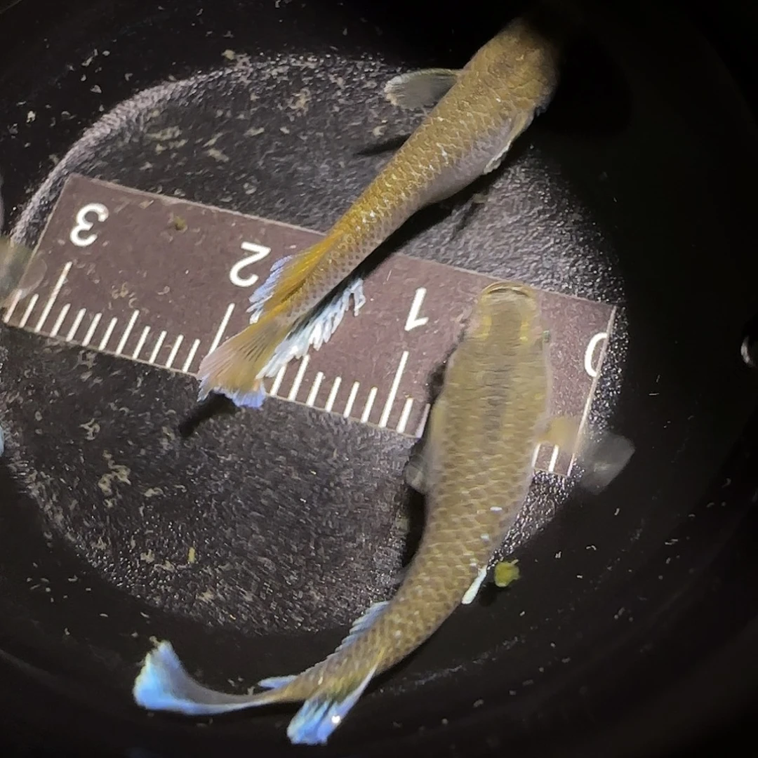 青鳉鱼观背青鱂一物一拍120