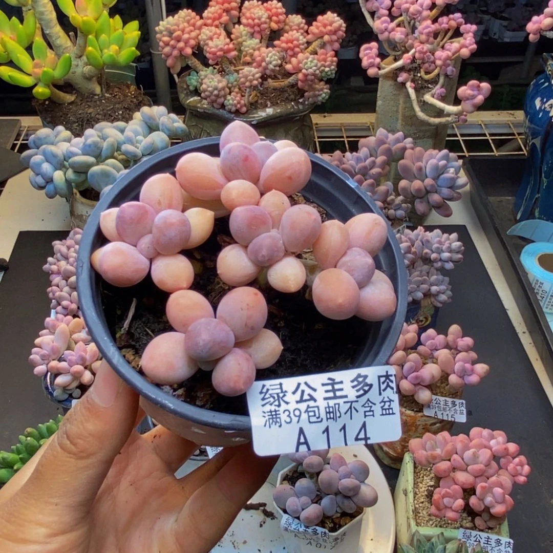 ?**琪114黄金香水手指奶多肉7c m